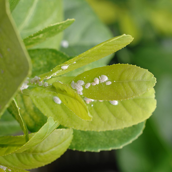searles-control-aphids-treatment